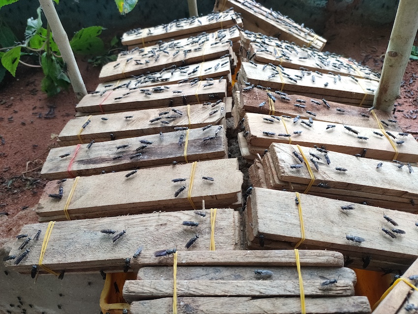 Could black soldier fly revolutionize animal feed, fertilizers and waste management in Benin?